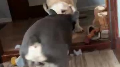 Rwiemy jakiegoś papucia.