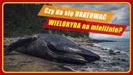 Humbak umiera w Bałtyku.  Dlaczego ratunek okazał się niemożliwy?
