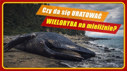 Humbak umiera w Bałtyku.  Dlaczego ratunek okazał się niemożliwy?