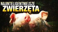 10 NAJINTELIGENTNIEJSZYCH ZWIERZAT