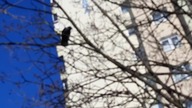 Jackdaw (Corvus monedula) among the tree branches - Warsaw, 2022