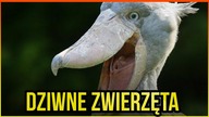 10 NAJDZIWNIEJSZYCH ZWIERZĄT