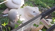Pelikany Różowe (Pelecanus onocrotalus), Warszawa - czytaj opis