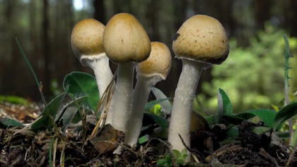 Zycie lasu Grzyby - dokument pl