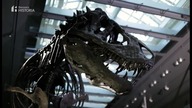 Kr&oacute;l dinozau 4 Zmierzch (DH) [nr 207]