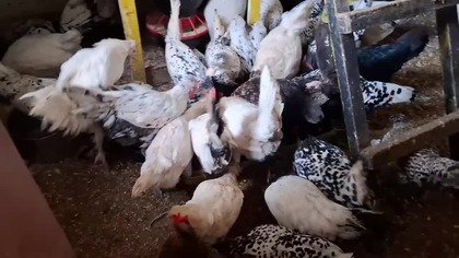 Spacer z Tolkiem i kury na wybiegu * 8. 03. 2026 #Garden kuRaż