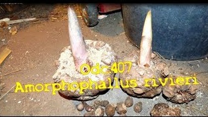 Odc. 407-Amorphophallus rivieri -Dziwidło 2018.  Zimowanie w piwnicy.