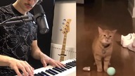 Cat + Piano Cala Tribute #catsinging #cats #piano