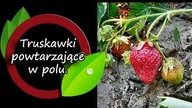 Truskawki powtarzające w polu.