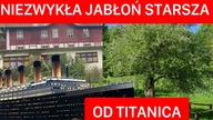 MIEROSZÓW/ KOWALOWA - NIEZWYKŁA JABŁOŃ.