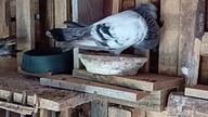 Garłacz Śląski koroniasty - Sztajf #pigeon #golebie #hodowlagolebi #birds #fus #egzotyka