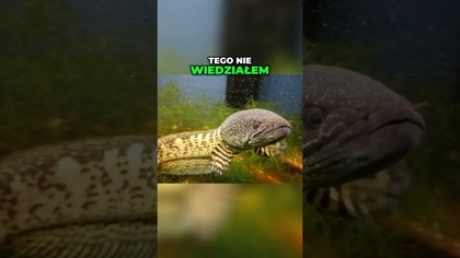 Narybek nie je? Sprawdź to! 