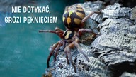 Dorosła samica Hapalopus + przekładanie żywej skamieliny Trapdoor Liphistius ornatus (300mln lat!)