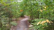 Forest Extended
