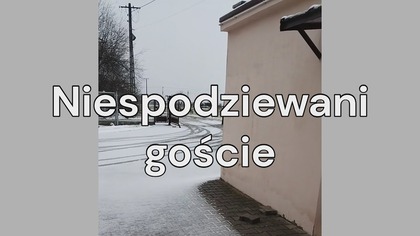Niespodziewani goście przed świętami 