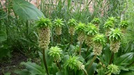 #269 Eucomis , pałczychy (Sauromatum) i dziwidła( Amorphophallus).  Polecam te rośliny są git :)