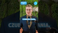 GRZYBOWA EKSTRAKLASA.  Jakiej grzyby zbieramy najczęściej? #shorts