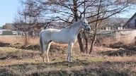 White horse 