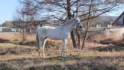 White horse 
