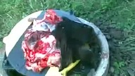 Krowa bez połowy głowy