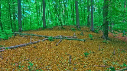 Śpiew ptaków w lesie bukowym; wiosna, jezioro i bagna - relaks 4K