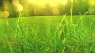 Dzika natura