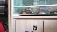 Ball Python eats a smol rat 