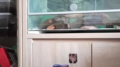 Ball Python eats a smol rat 