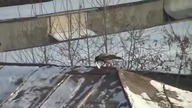 Wrona na snowboardzie!