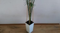 #96 Papirus (cibora, cyperus) - jak rozmnażać papirusa?