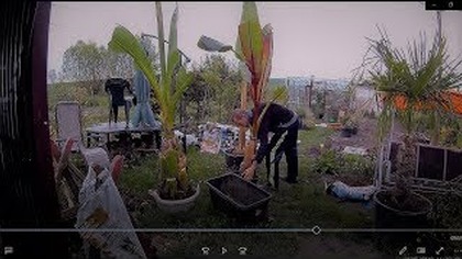 Odc 645-Nowa brugmansja z biedronki,wyprowadzka bananów na dwór, ciąg dalszy sadzenia.