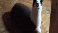 Niektórzy się stresują, a niektórzy nie, tak jak nasza red.  #Panda.