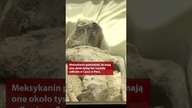 Pokazano ciała kosmitów #kosmici #meksyk
