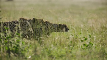 Drapieżniki - S01E01 - Gepard