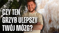 Fascynujący grzyb poprawiający pamięć i koncentrację! Jak działa soplówka jeżowata (Lions Mane)?