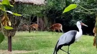 Żuraw koralowy  #shorts #animals