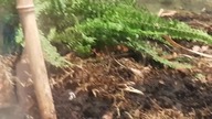 Frogs at the zoo 