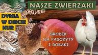  Dynia w diecie kur.  Najlepszy środek na robaki i pasożyty u kur.