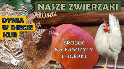  Dynia w diecie kur.  Najlepszy środek na robaki i pasożyty u kur.