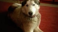 talking husky