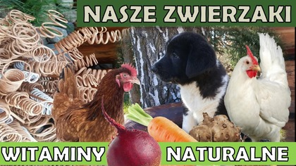  Warzywa w diecie kur.   Naturalne suplementy.