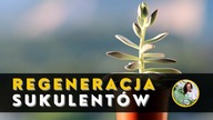 Co zrobić z wyciągniętym, brzydkim SUKULENTEM ? REGENERACJA i odmładzanie sukulentów