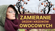 Dlaczego młode drzewka i krzewy owocowe ZAMIERAJĄ po zimie ? Jak o nie zadbać ?