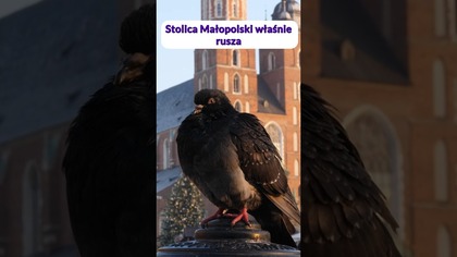 Kraków wprowadza antykoncepcję dla gołębi! Czy to fake news?