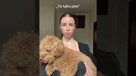 To tylko pies