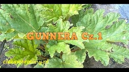 74 Gunnera Olbrzymia początki cz. 1