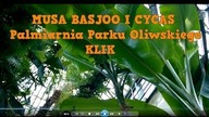 68 Musa basjoo i cykas .  Park Oliwski-PALMIARNIA
