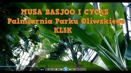 68 Musa basjoo i cykas .  Park Oliwski-PALMIARNIA