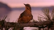 kawkadwa1