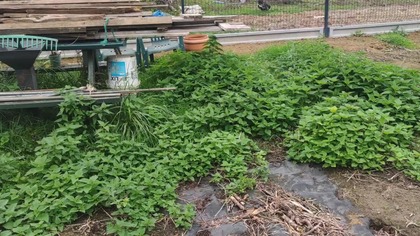 #338 Jak zrobić WC (sławojka, wychodek, ustęp, wygódka, wybudka, latryna, kibelek) na działce?